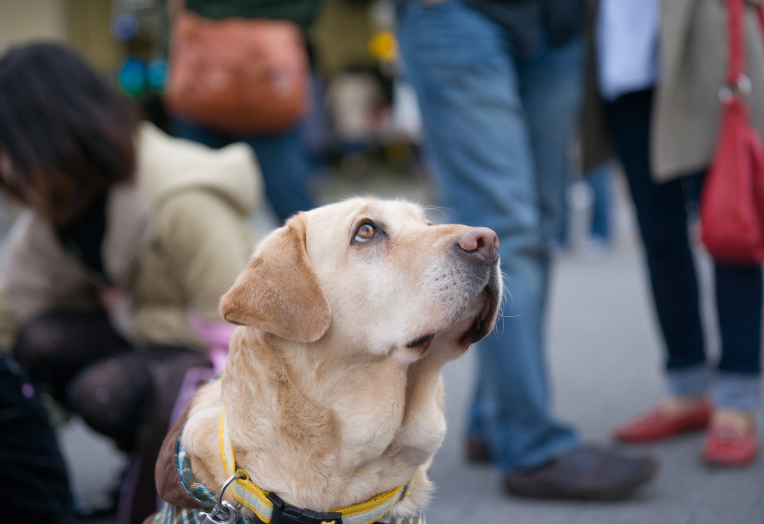 盲導犬育成支援